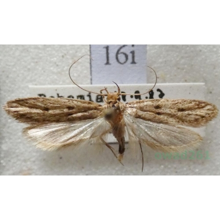 Hofmannophila pseudospretella (Stainton, 1849) Mól nasienniczek Czech16i